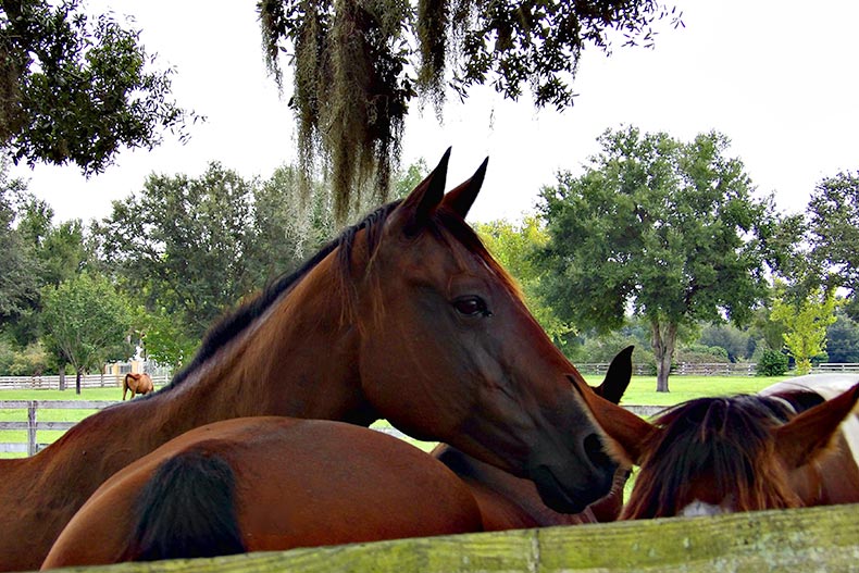 Three horses in an open pasture in Ocala, Florida.