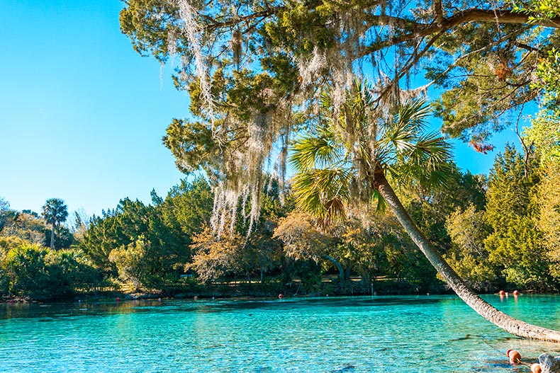 A palm tree beside calm blue water at Silver Glen Springs in Florida.
