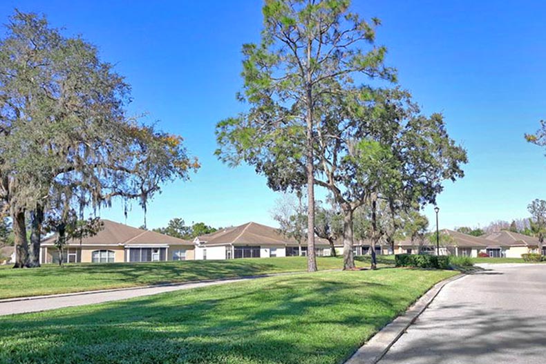 A residential street lined with trees in Summertree in New Port Richey, Florida.