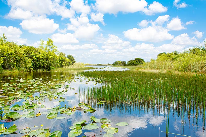 The wetlands in Everglades National Park in Florida.