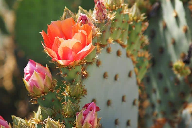A prickly pear cactus with a flower.