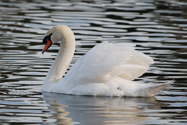 A trumpeter swan in Lakeland, Florida.