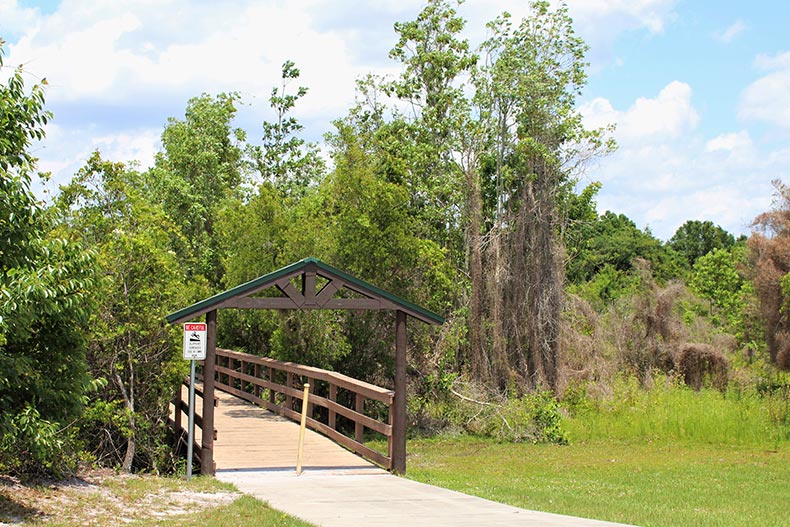 Greenery surrounding a walkway path to Lake Istokpoga in Lake Placid, Florida.