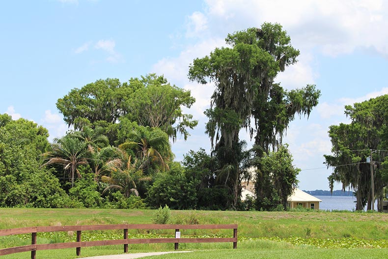 Trees in a public park area in Lake Placid, Florida.