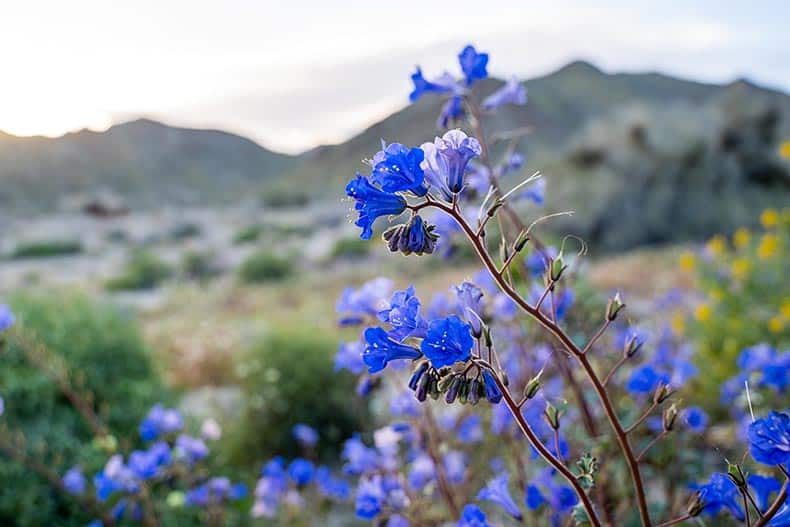 Canterbury Bells in Joshua Tree National Park during California's superbloom.