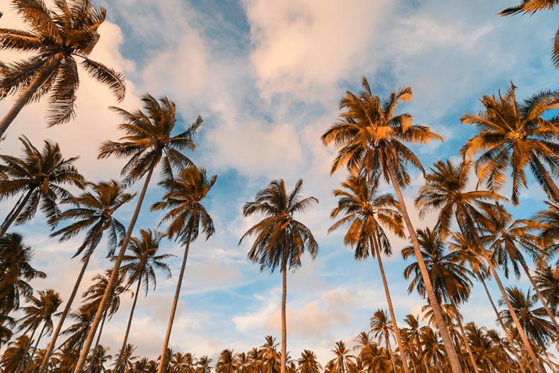 Palm trees and a blue sky in Palm Springs, California.