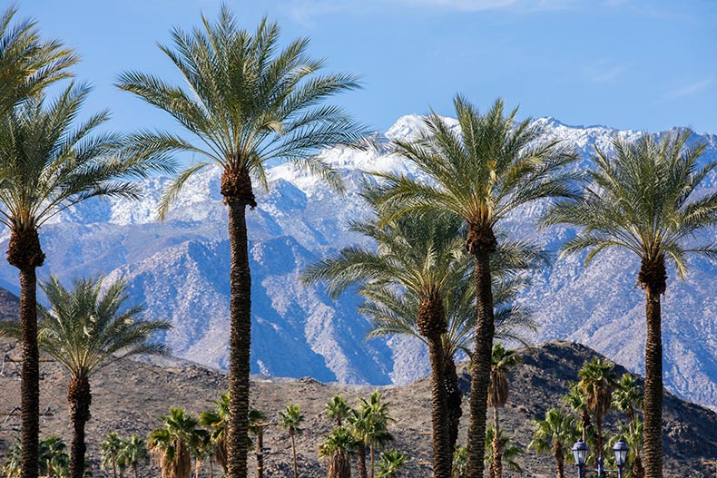 Palm trees and snow capped mountains in the Palm Springs area of California.