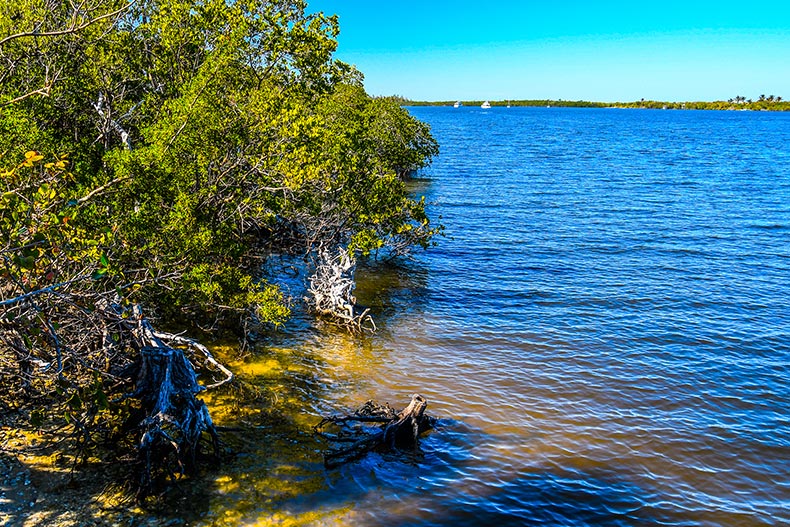 A view of Peck Lake with boats moored near the island in the background and mangroves and drift wood in the foreground.