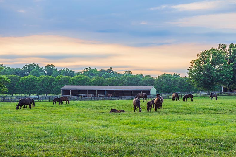 Horses grazing at twilight on a ranch in Monmouth County, a contender for the best county in New Jersey.