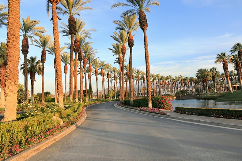 Palm trees lining a scenic road in Palm Springs, California.