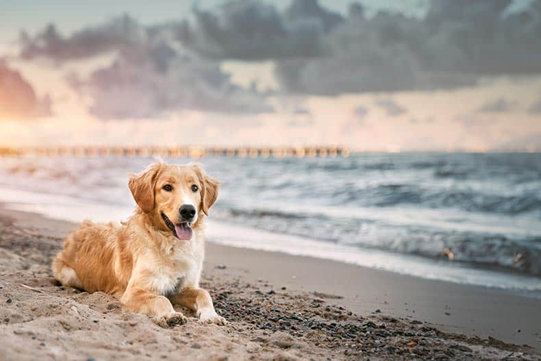 A golden retriever sitting on a sandy beach.