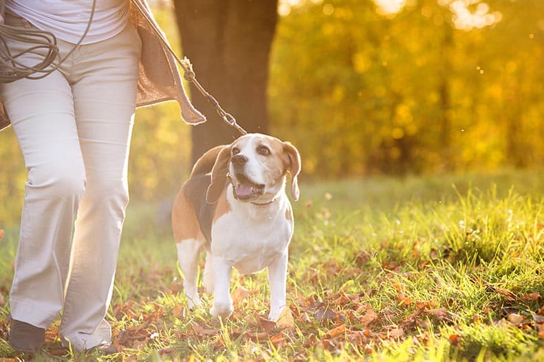 A senior woman walking her dog in a 55+ community.