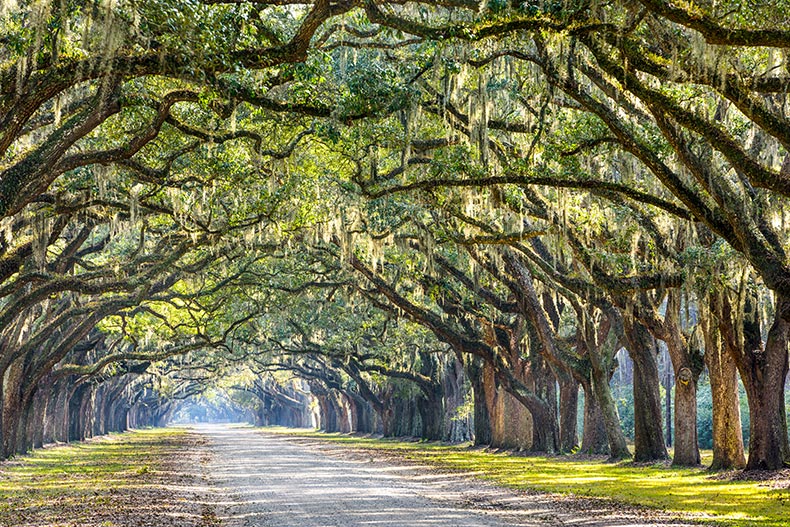 An oak tree lined road at historic Wormsloe Plantation.