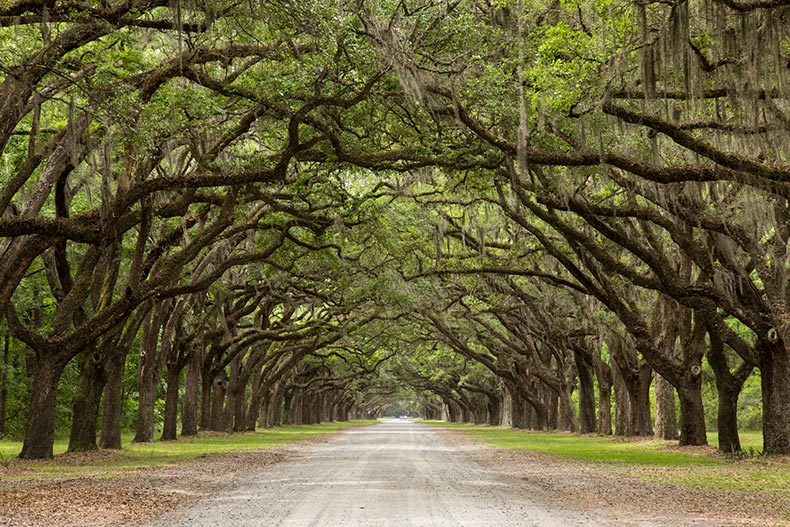 A tree-lined path to Wormsloe Plantation, a historic site attractive to homebuyers moving to Savannah, GA.