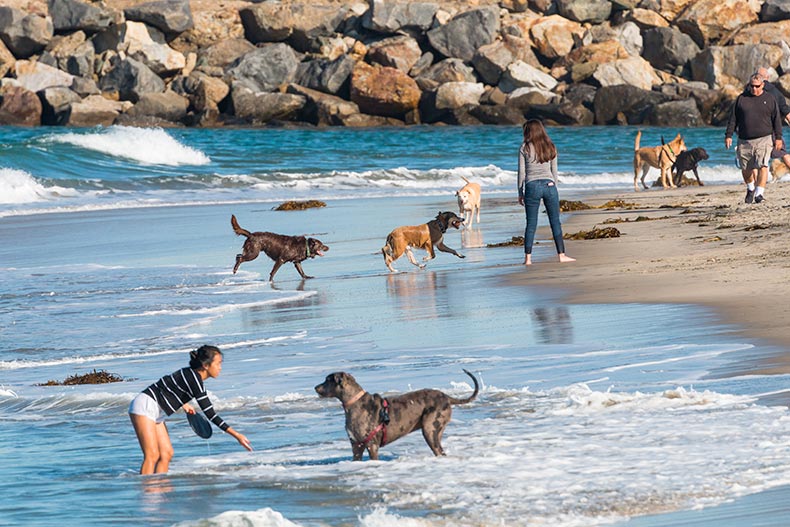 People playing with their dogs near the rock jetty at the water's edge of Dog Beach in San Diego, California.