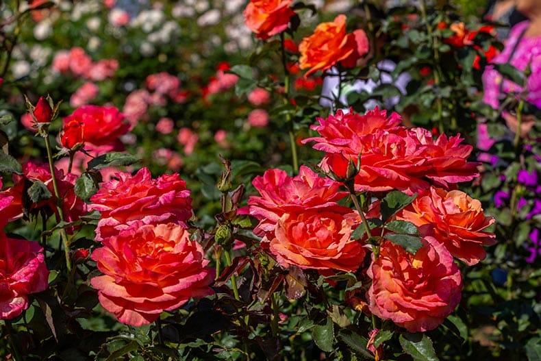 Closeup on roses in a rose garden in Portland, Oregon.
