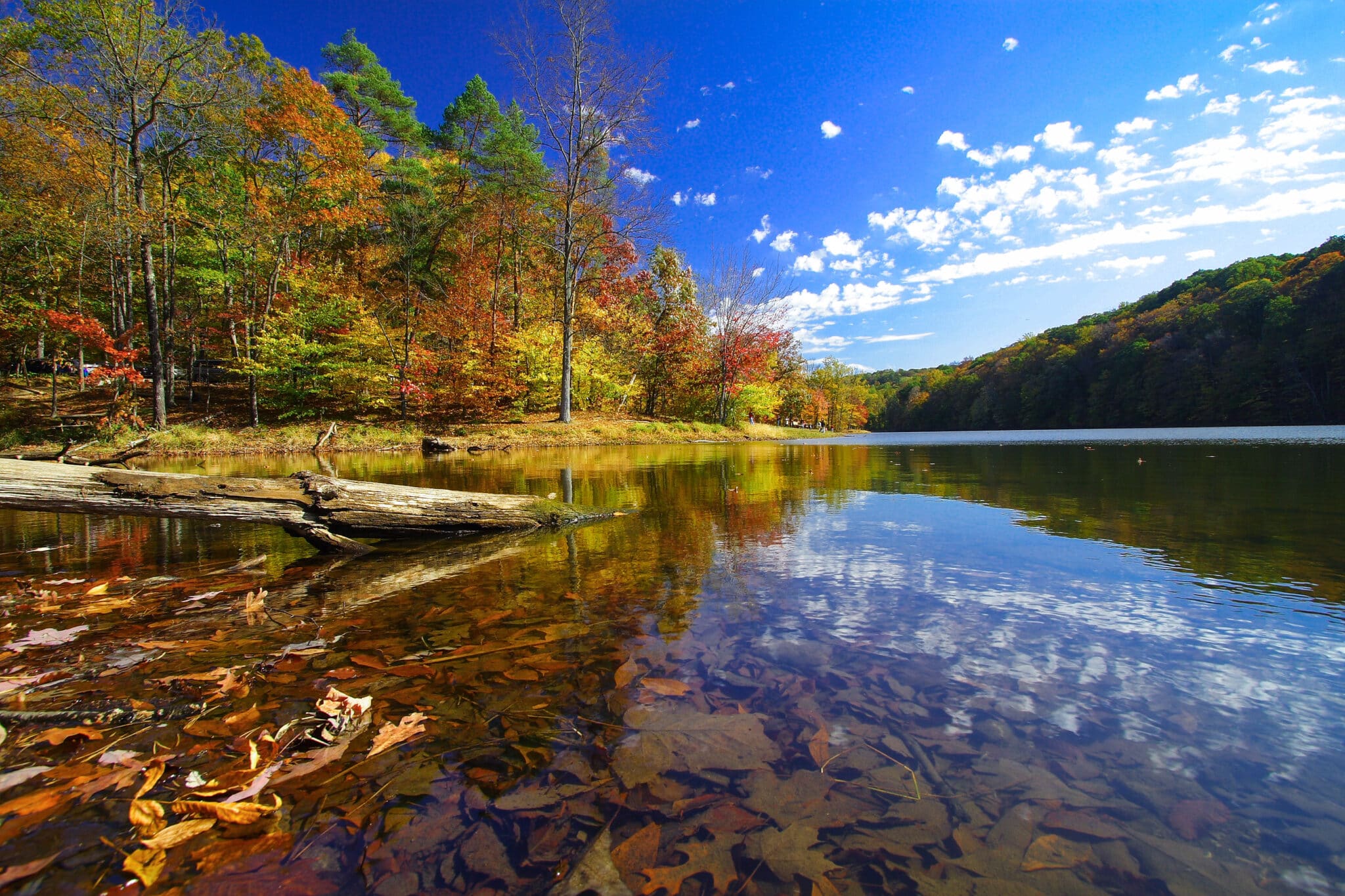 Trees beside a lake on a sunny day in Brown County State Park.