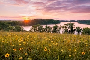Flowers in a field in Minnesota during the summer.