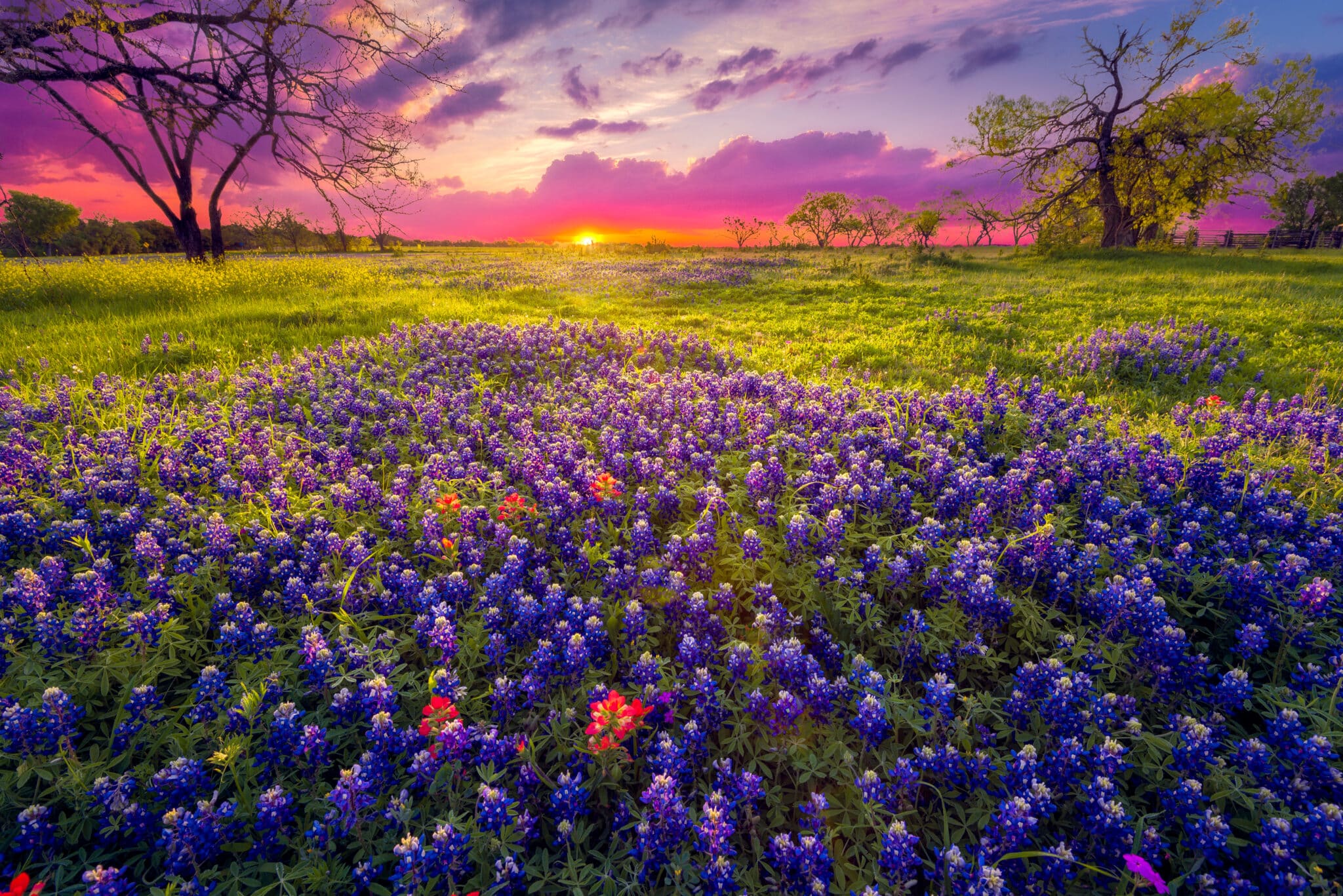 Blue flowers in a field at sunset in Texas Hill Country.