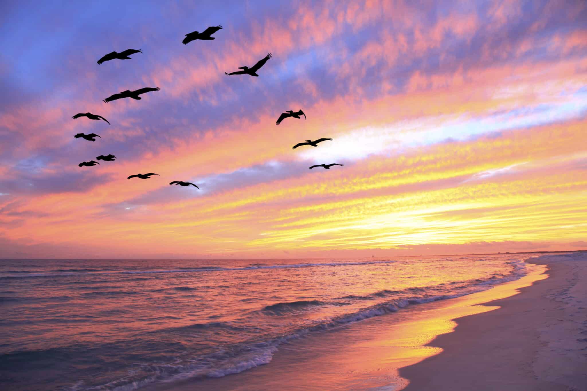 Birds flying along the Florida coast at sunset. 