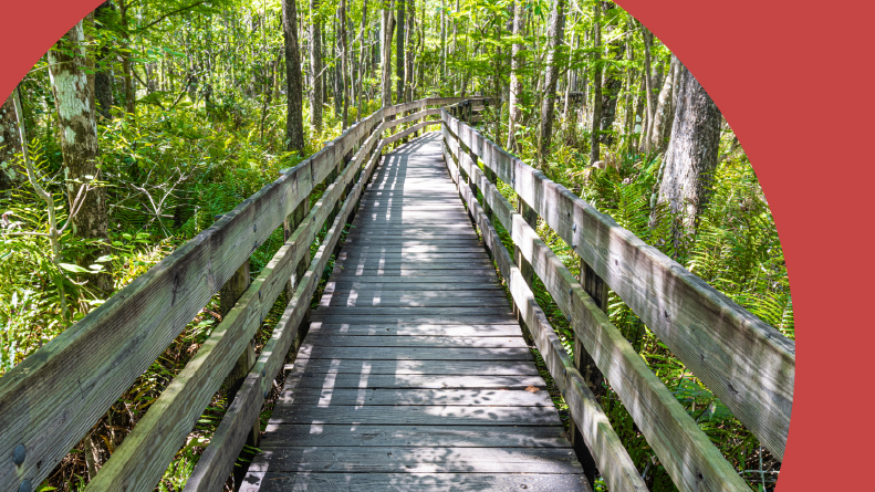 Boardwalk trail through Bald Cypress Forest in Fort Myers, Florida.