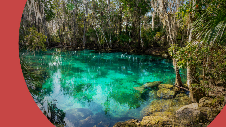 A manatee in Three Sisters Springs in Florida.
