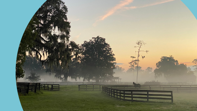 A pasture in Ocala, Florida on an early foggy morning.