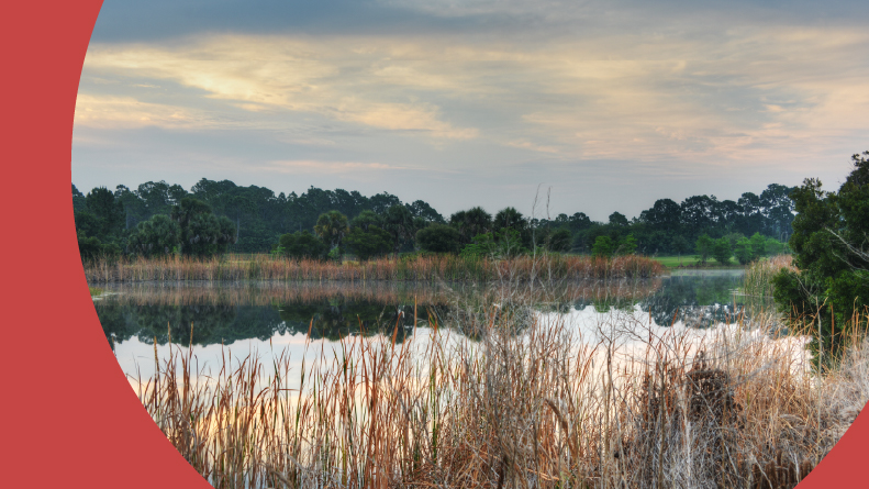 A pond in Palm Bay, Florida in the morning.