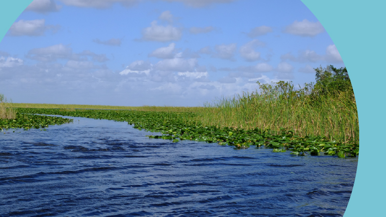 Everglades wildlife area in Florida.