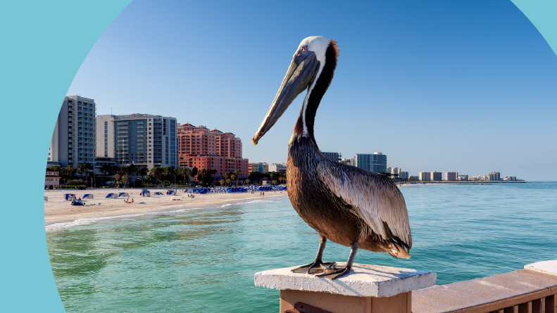 Pelican bird posing in the public pier in Clearwater, Florida.