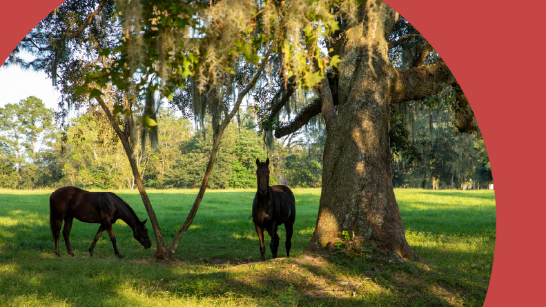Horses grazing on a farm in Ocala, Florida on nice sunny day.