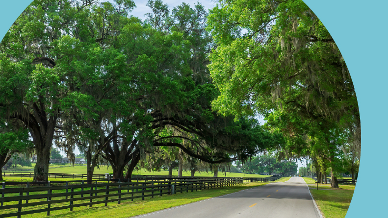 A scenic two-lane road with equine fences on either side in Ocala, Florida.