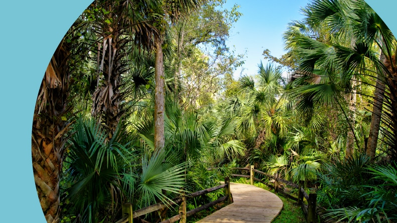 Wooden boardwalk in the Ocala National Forest, located in Juniper Springs, Florida.