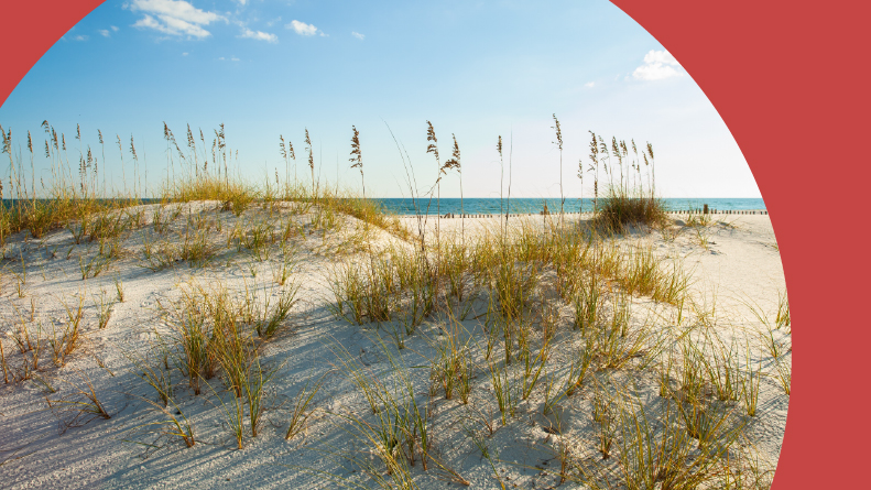 Grasses on the dunes of Perdido Beach in Pensacola, one of the best places to retire in the Florida Panhandle.