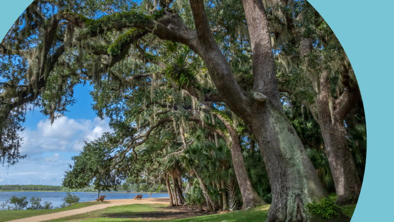 Trees beside a walking path in Washington Oaks Gardens State Park in Palm Coast, Florida.