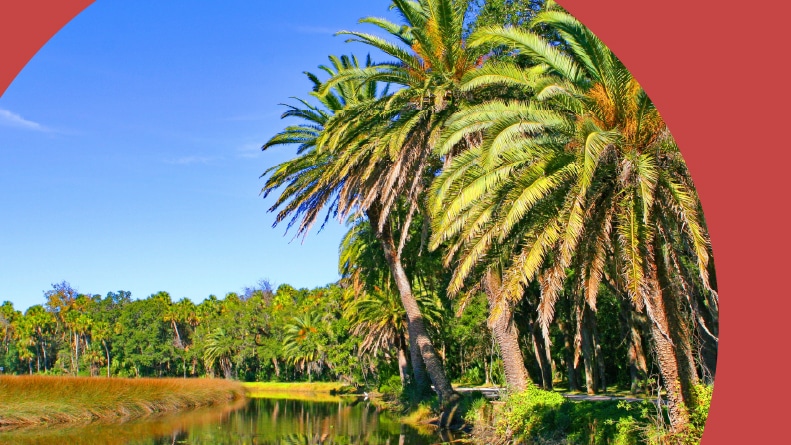 Palm trees along The Loop, a scenic drive in Ormond Beach, Florida.