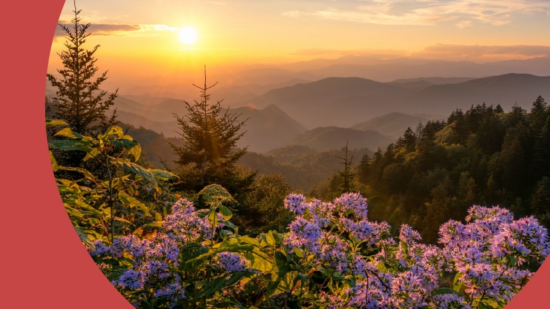 Scenic summer sunset over wild aster flowers in the Great Smoky Mountains.