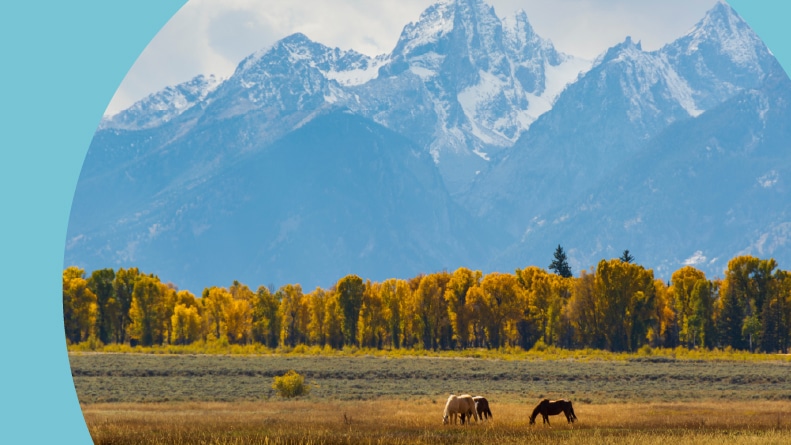 Horses grazing at the foot of the Teton Range in Wyoming.