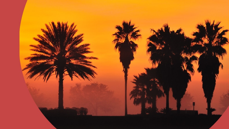 Palm trees along the polo field at sunrise at The Villages in Florida.