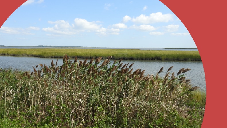 Bombay Hook National Wildlife Refuge in Kent County in Smyrna, Delaware.