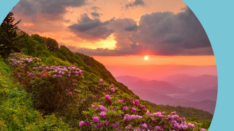 The Great Craggy Mountains along the Blue Ridge Parkway in North Carolina with Catawba Rhododendron during the spring.