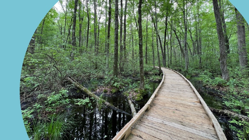 A boardwalk in the Great Swamp National Wildlife Refuge in Millington, New Jersey.