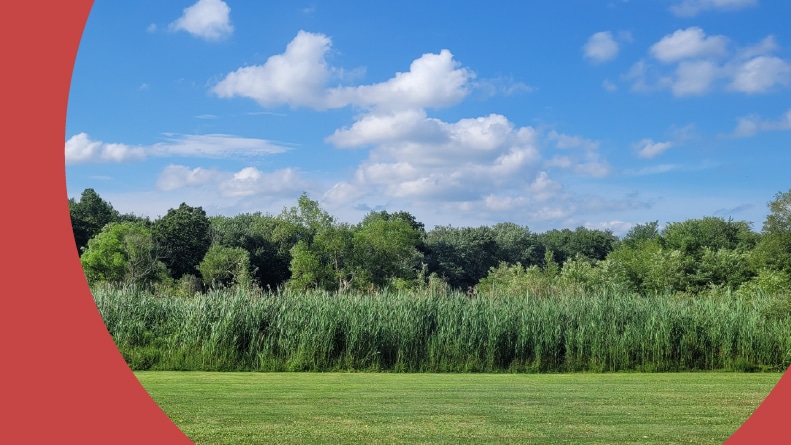 Wetlands beneath a blue sky in North Reading, Massachusetts.
