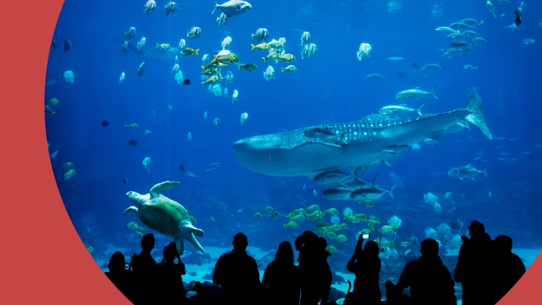 Silhouettes of people at the Georgia Aquarium.