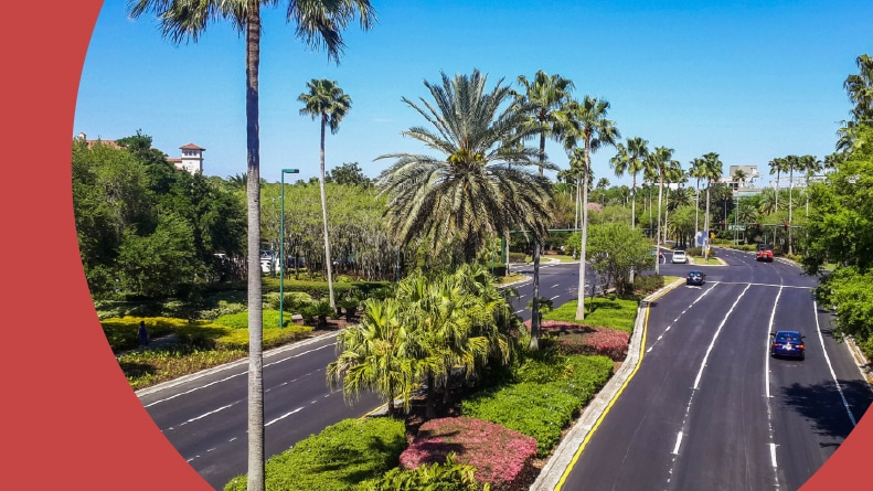 Palm trees lining a street in Orlando, Florida.