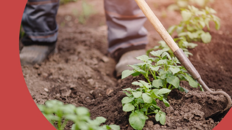 A 55+ man wielding a hoe in a vegetable garden.