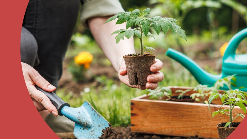 A 55+ woman planting tomato seedlings with biodegradable peat pots into a vegetable garden.