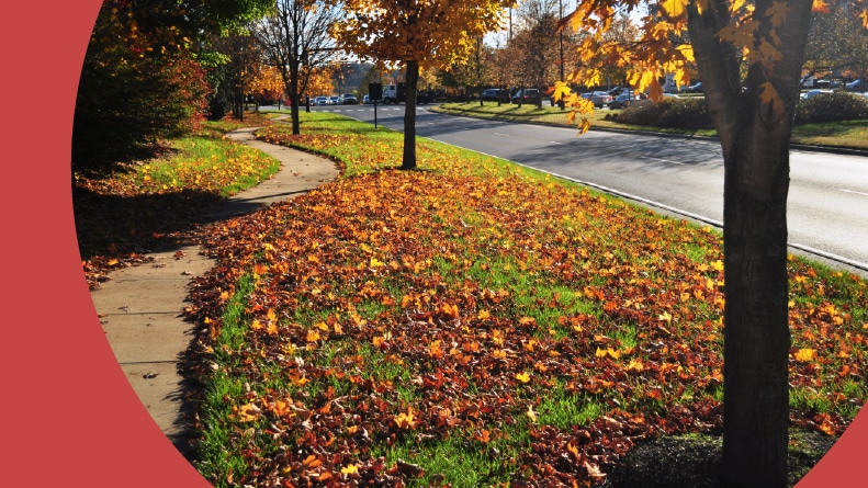 Colorful foliage during the fall in Franklin, Tennessee.
