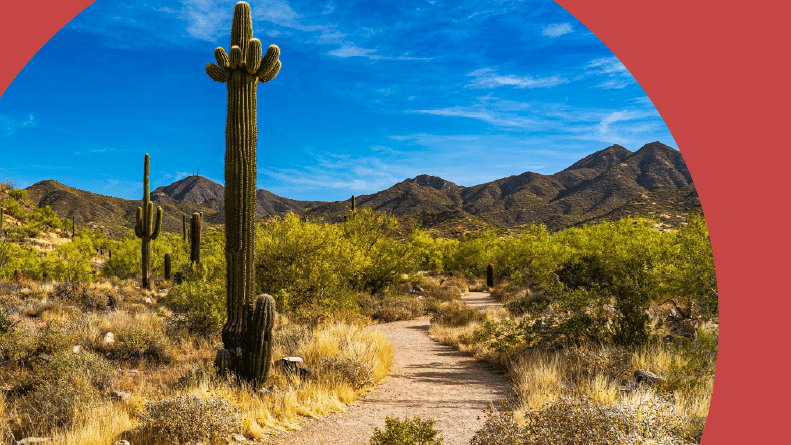 A footpath surrounded by cacti in Scottsdale, Arizona.