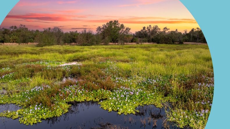 Tropical wetlands and a fresh water lake with green vegetation in Southern Florida.